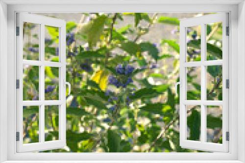Fototapeta Naklejka Na Ścianę Okno 3D - Caryopteris clandonensis Kew Blue