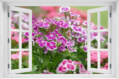 Fototapeta Naklejka Na Ścianę Okno 3D - Purple and White Flowers In Bloom