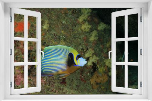 Fototapeta Naklejka Na Ścianę Okno 3D - Emperor Angelfish tropical fish