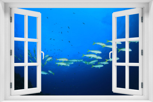 Fototapeta Naklejka Na Ścianę Okno 3D - Fish school on coral reef in ocean