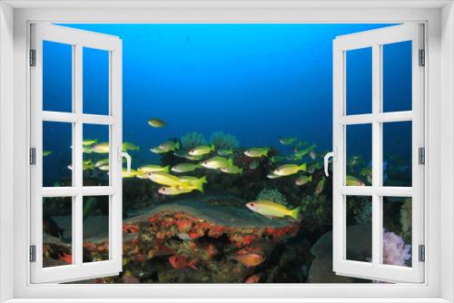 Fototapeta Naklejka Na Ścianę Okno 3D - Fish school on coral reef in ocean