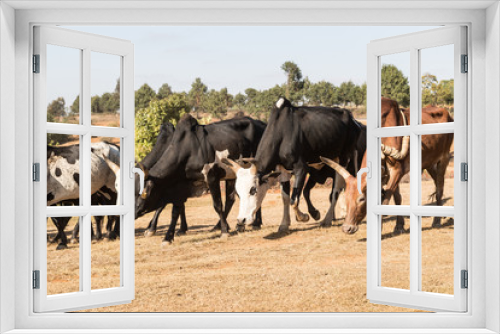 Fototapeta Naklejka Na Ścianę Okno 3D - Zebu in the fields. Herd of cows in Madagascar.