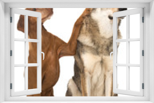 Fototapeta Naklejka Na Ścianę Okno 3D - Hundefreunde