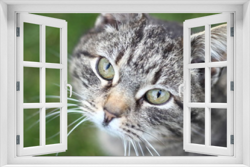 Fototapeta Naklejka Na Ścianę Okno 3D - Katze, Hauskatze