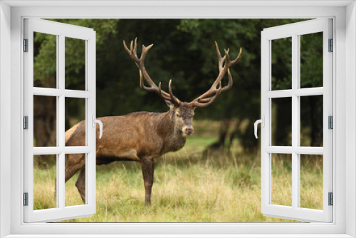 Fototapeta Naklejka Na Ścianę Okno 3D - Red deer, rutting season