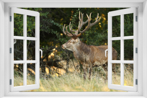 Fototapeta Naklejka Na Ścianę Okno 3D - Red deer, rutting season
