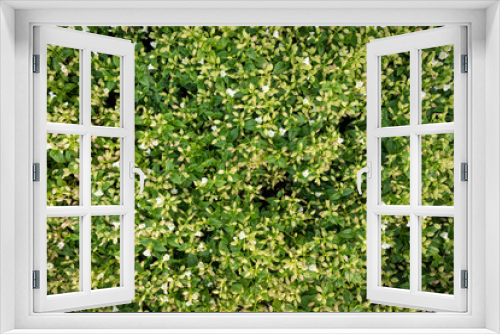 Fototapeta Naklejka Na Ścianę Okno 3D - green background in garden
