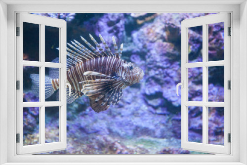 Fototapeta Naklejka Na Ścianę Okno 3D - lionfish