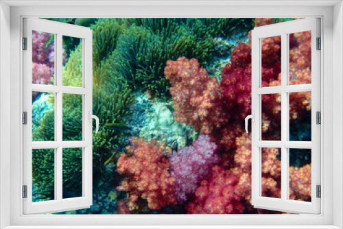 Fototapeta Naklejka Na Ścianę Okno 3D - colorful coral reef