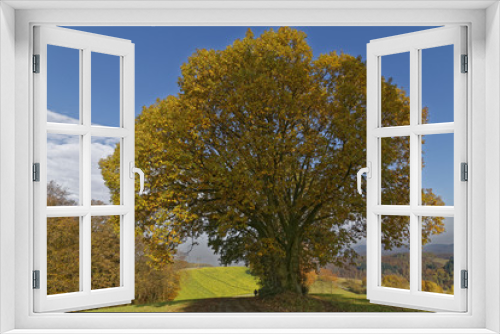 Fototapeta Naklejka Na Ścianę Okno 3D - tree in rural landscape in autumn