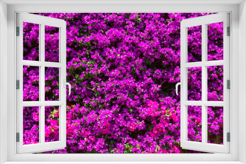 Fototapeta Naklejka Na Ścianę Okno 3D - Background of purple bougainvillea