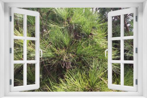 Fototapeta Naklejka Na Ścianę Okno 3D - Natural green pine tree background