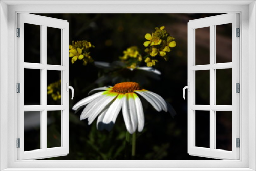 Fototapeta Naklejka Na Ścianę Okno 3D - malmequer