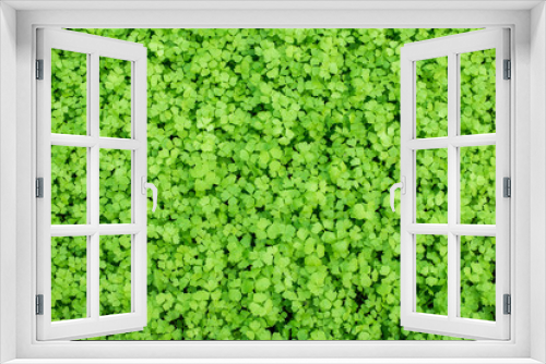 Fototapeta Naklejka Na Ścianę Okno 3D - Greeb vegetable background