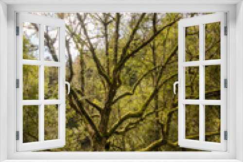 Fototapeta Naklejka Na Ścianę Okno 3D - Noiraigue, Val de Travers, Jura, Areuse, Fluss, Areuseschlucht, Schlucht, Wald, Waldweg, Herbst, Herbstfarben, Moos, Herbstlaub, Schweiz