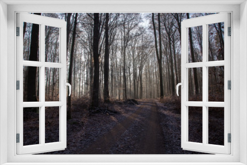 Fototapeta Naklejka Na Ścianę Okno 3D - Late Fall / Coniferous Forest / Slender tree.