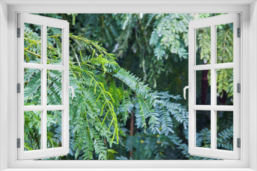 Fototapeta Naklejka Na Ścianę Okno 3D - Green leaf for background