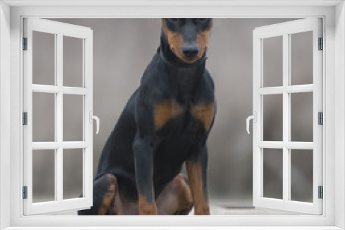 Fototapeta Naklejka Na Ścianę Okno 3D - A beautiful German pinscher puppy sits on a rustic wood surface and looks into the camera, isolated by shallow field of focus