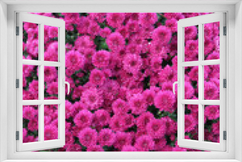 Fototapeta Naklejka Na Ścianę Okno 3D - beautiful display of fuchsia chrysanthemums in full bloom