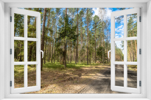 Fototapeta Naklejka Na Ścianę Okno 3D - Landscape of road through pine forest in spring sunny day