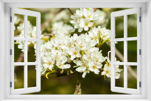 Fototapeta Naklejka Na Ścianę Okno 3D - Pear blossom