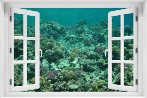 Fototapeta Naklejka Na Ścianę Okno 3D - Korallenlandschaft