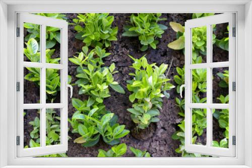 Fototapeta Naklejka Na Ścianę Okno 3D - Green wall plants.