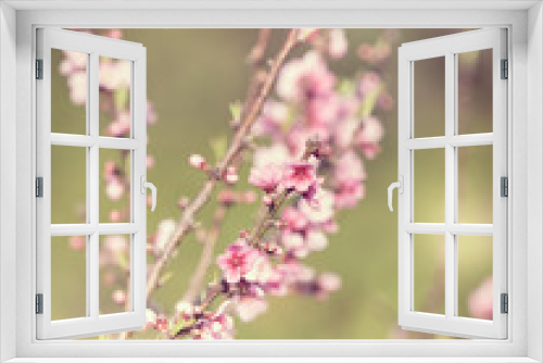 Fototapeta Naklejka Na Ścianę Okno 3D - Pink flowers ; Prunus cerasoides (Vintage Style)