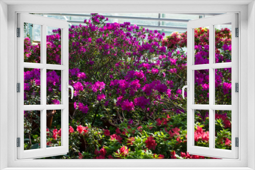 Fototapeta Naklejka Na Ścianę Okno 3D - Azaleas in the spring greenhouse.