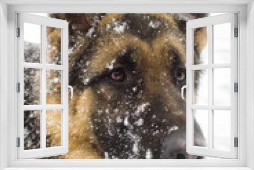 Fototapeta Naklejka Na Ścianę Okno 3D - face dog on a winter walk
