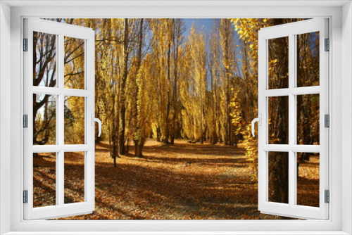 Fototapeta Naklejka Na Ścianę Okno 3D - South Island in Autumn with golden trees