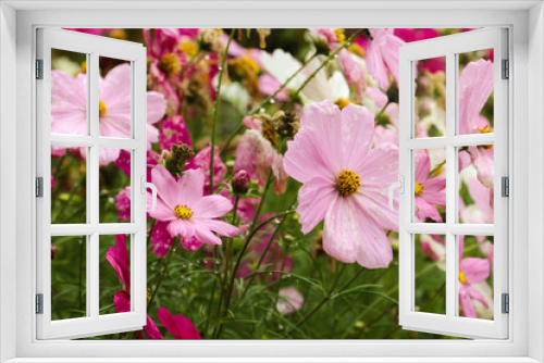 Fototapeta Naklejka Na Ścianę Okno 3D - Pink blossom  