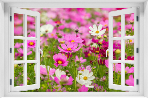 Fototapeta Naklejka Na Ścianę Okno 3D - Beauty cosmos flowers in the garden.