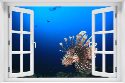 Fototapeta Naklejka Na Ścianę Okno 3D - Scuba divers and lionfish fish underwater