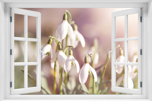 Fototapeta Naklejka Na Ścianę Okno 3D - Krokosblüten 