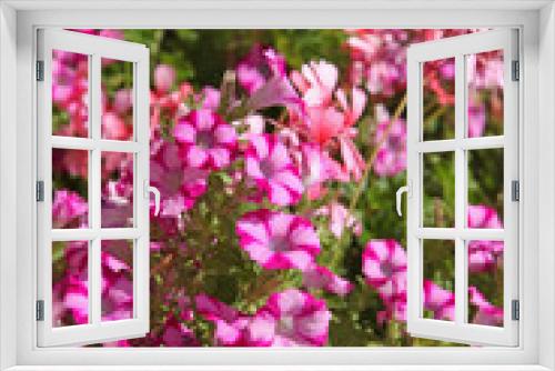 Fototapeta Naklejka Na Ścianę Okno 3D - Surfinias bicolores roses