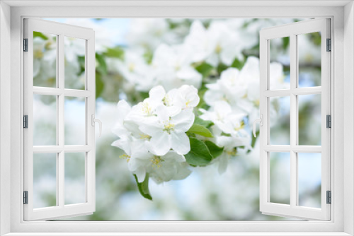 Fototapeta Naklejka Na Ścianę Okno 3D - White Apple Flowers. Beautiful flowering apple trees. Background with blooming flowers in spring day.