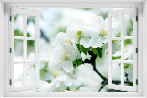 Fototapeta Naklejka Na Ścianę Okno 3D - White Apple Flowers. Beautiful flowering apple trees. Background with blooming flowers in spring day.