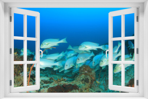 Fototapeta Naklejka Na Ścianę Okno 3D - Fish school coral reef underwater sea ocean