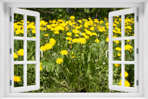 Fototapeta Naklejka Na Ścianę Okno 3D - Meadow with yellow flowers of dandelions