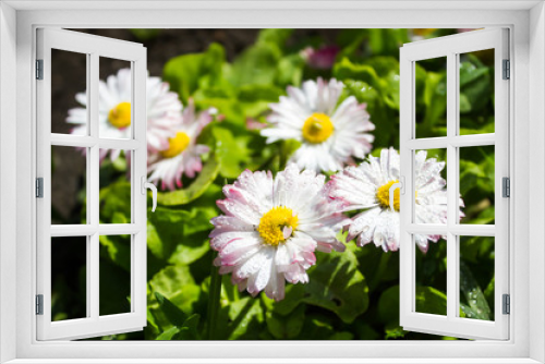 Fototapeta Naklejka Na Ścianę Okno 3D - Daisy flower in the garden