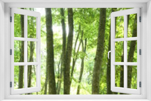 Fototapeta Naklejka Na Ścianę Okno 3D - 新緑の樹木