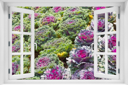 Fototapeta Naklejka Na Ścianę Okno 3D - Fresh cabbage (brassica oleracea) plant leaves