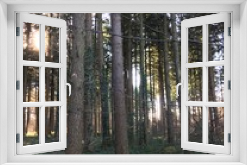 Fototapeta Naklejka Na Ścianę Okno 3D - forest sunrise
