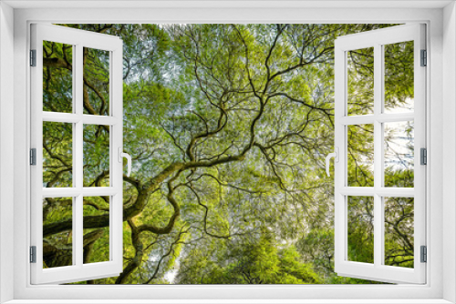 Fototapeta Naklejka Na Ścianę Okno 3D - The twisting branches of a Japanese Maple Tree 