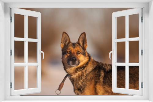 Fototapeta Naklejka Na Ścianę Okno 3D - Deutscher Schäferhund im Schnee