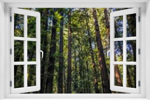 Fototapeta Naklejka Na Ścianę Okno 3D - Muir Woods 