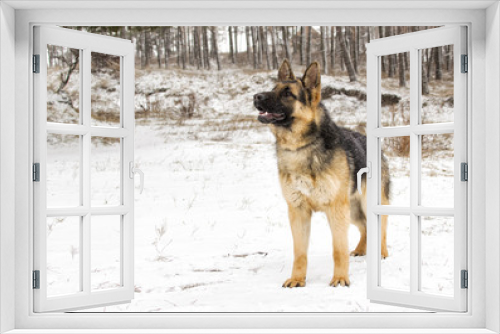 Fototapeta Naklejka Na Ścianę Okno 3D - dog on a winter walk