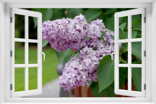 Fototapeta Naklejka Na Ścianę Okno 3D - Flieder lilac