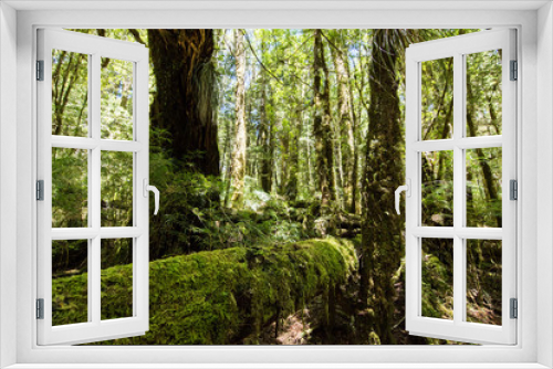Fototapeta Naklejka Na Ścianę Okno 3D - temperate forest